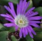 Purple_flower
